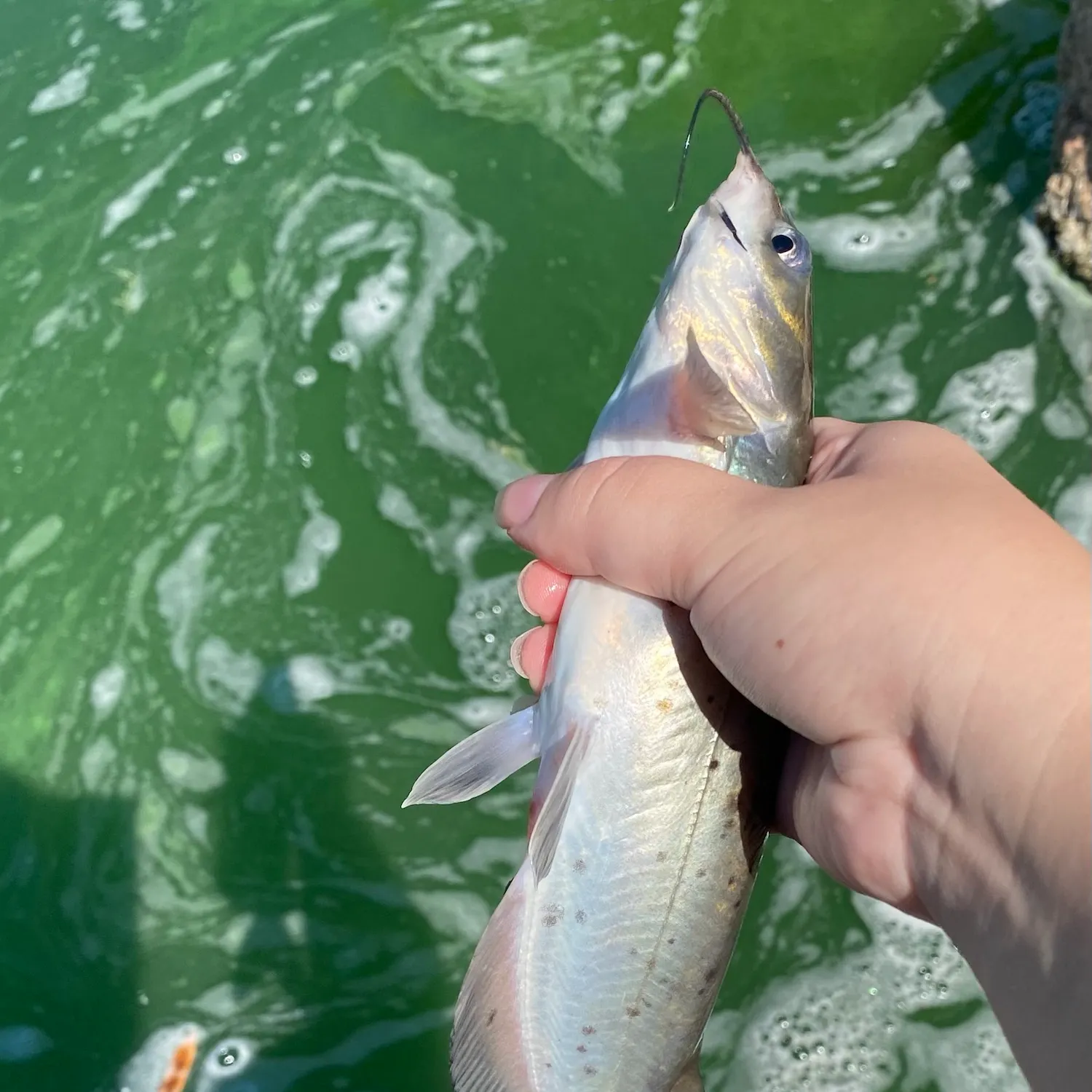 Channel catfish caught on Fishbrain