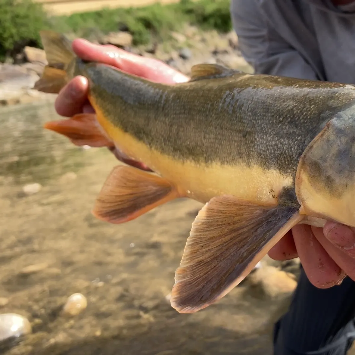 The most recent Flannelmouth sucker catches on Fishbrain