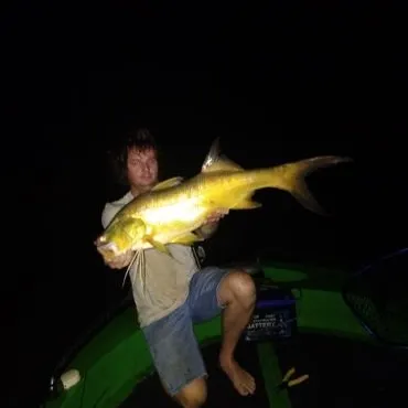 The most recent King threadfin catches on Fishbrain