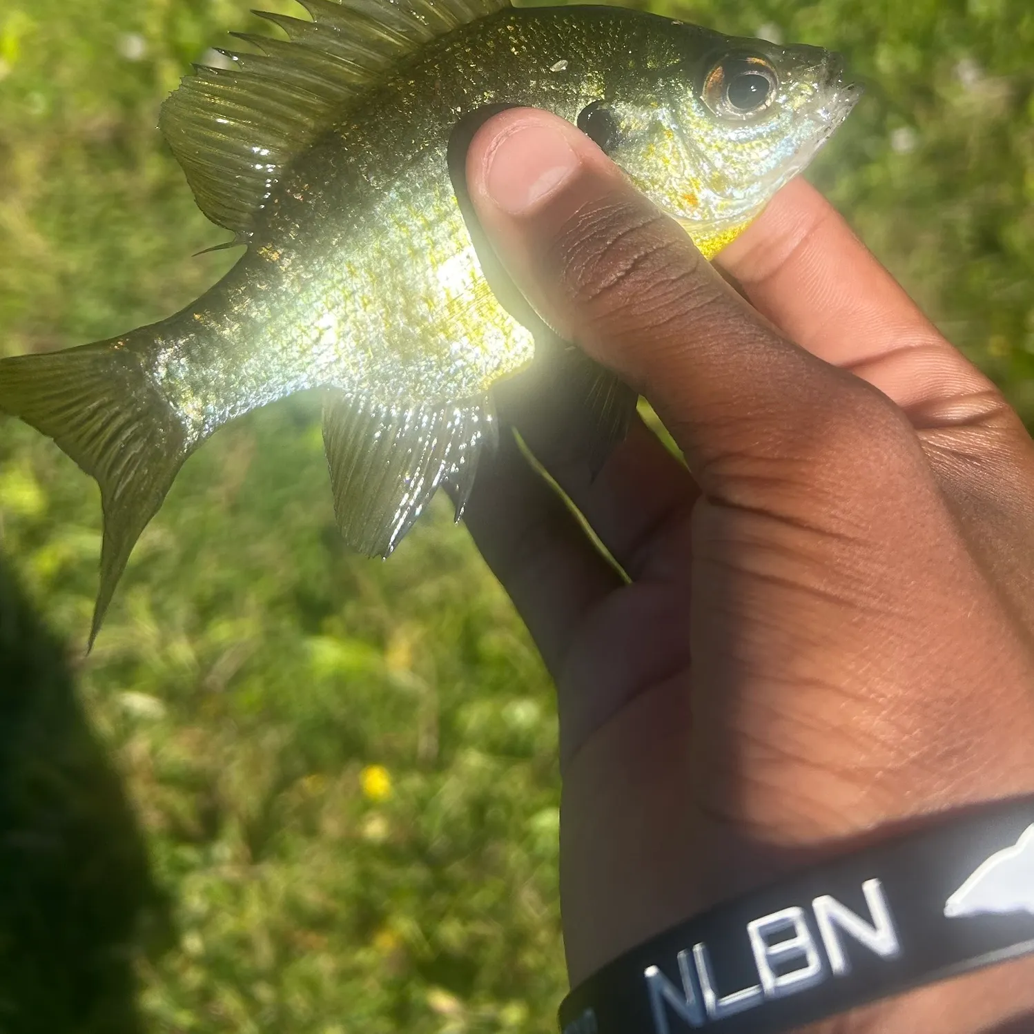 Bluegill caught on Fishbrain