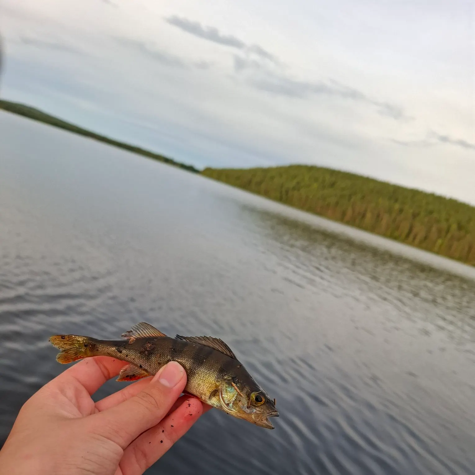 European perch caught on Fishbrain