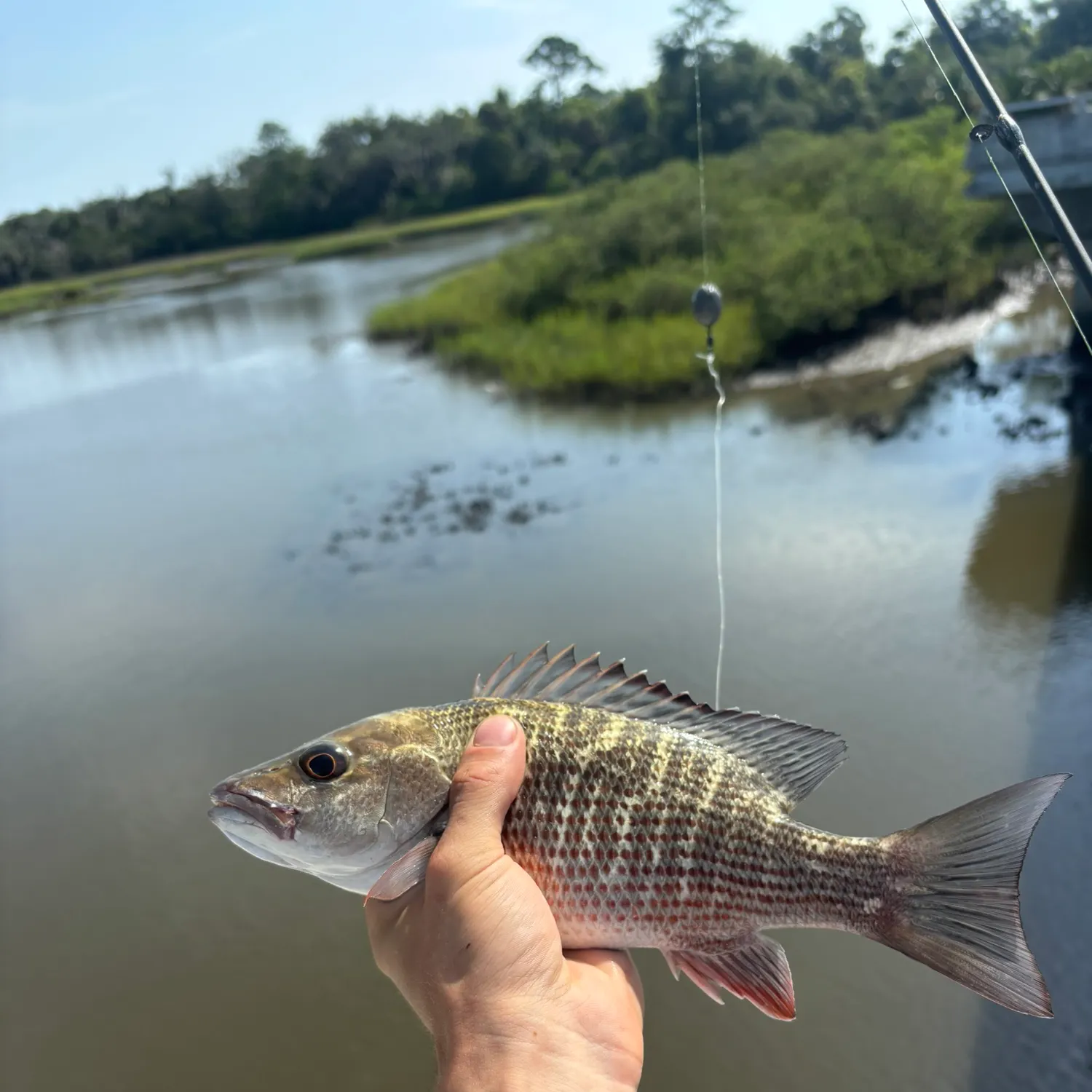 The most recent Mangrove snapper catches on Fishbrain