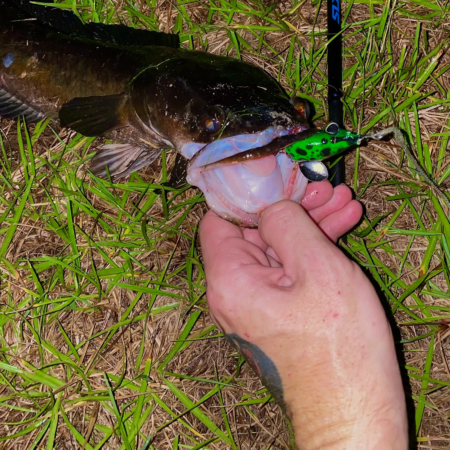 The most recent Bullseye snakehead catches on Fishbrain