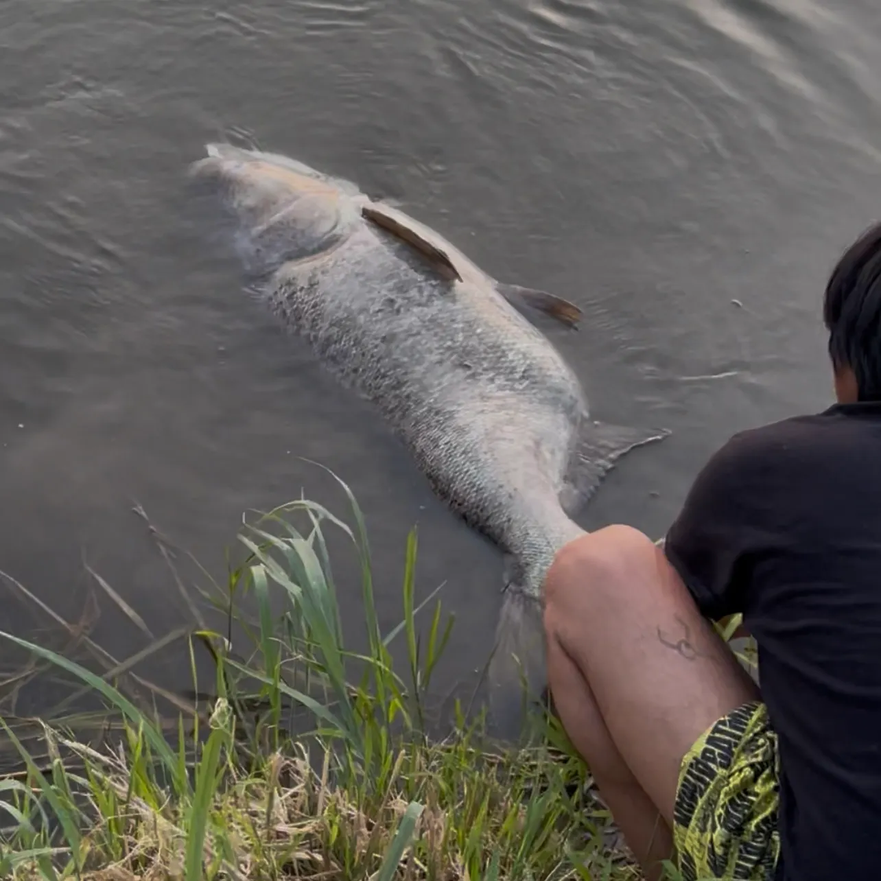 The most recent Bighead carp catches on Fishbrain