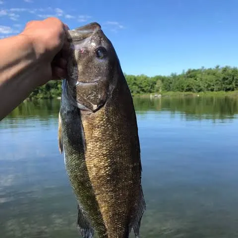Smallmouth bass caught on Fishbrain