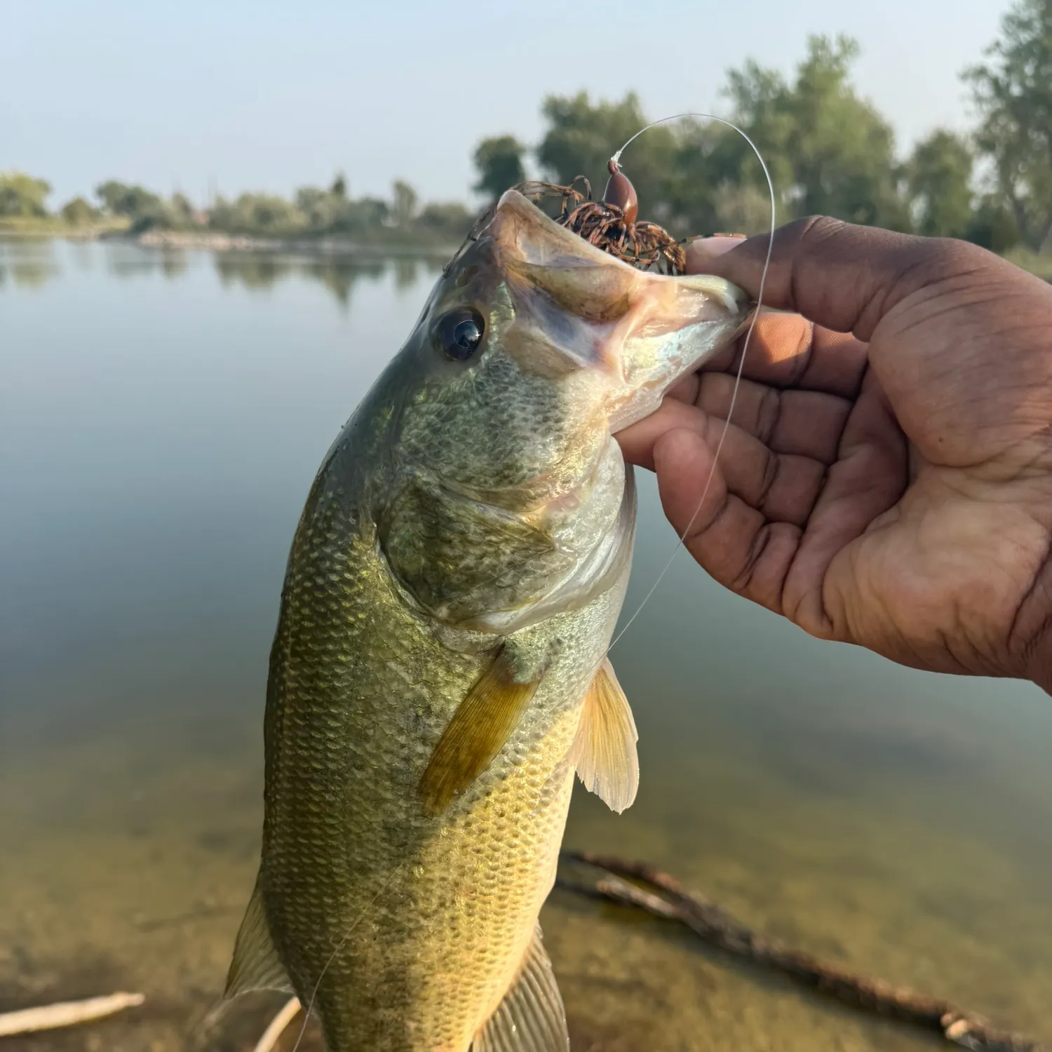 Largemouth bass caught on Fishbrain
