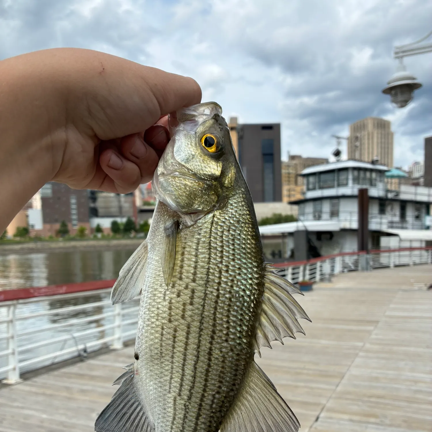 catch