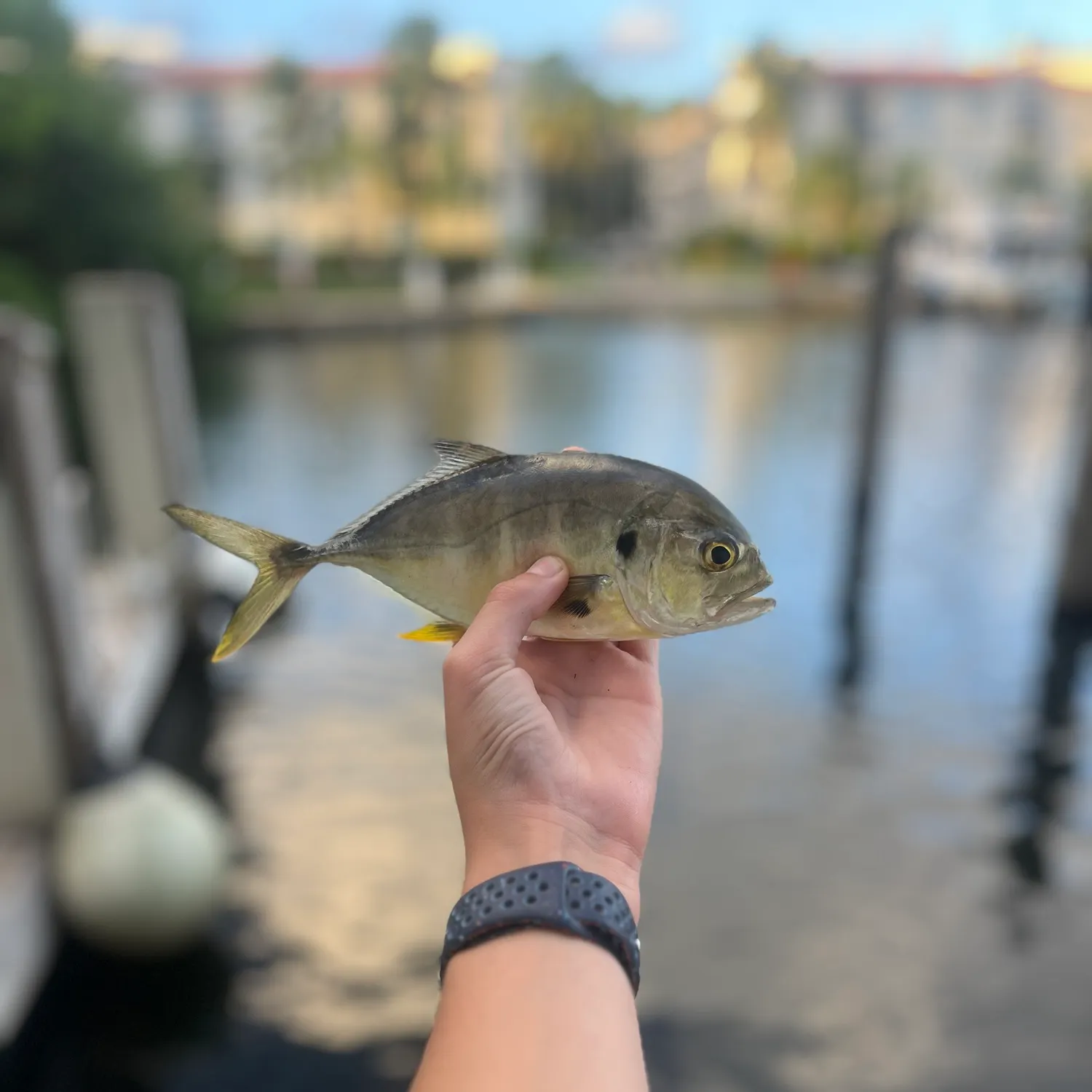 Crevalle jack caught on Fishbrain