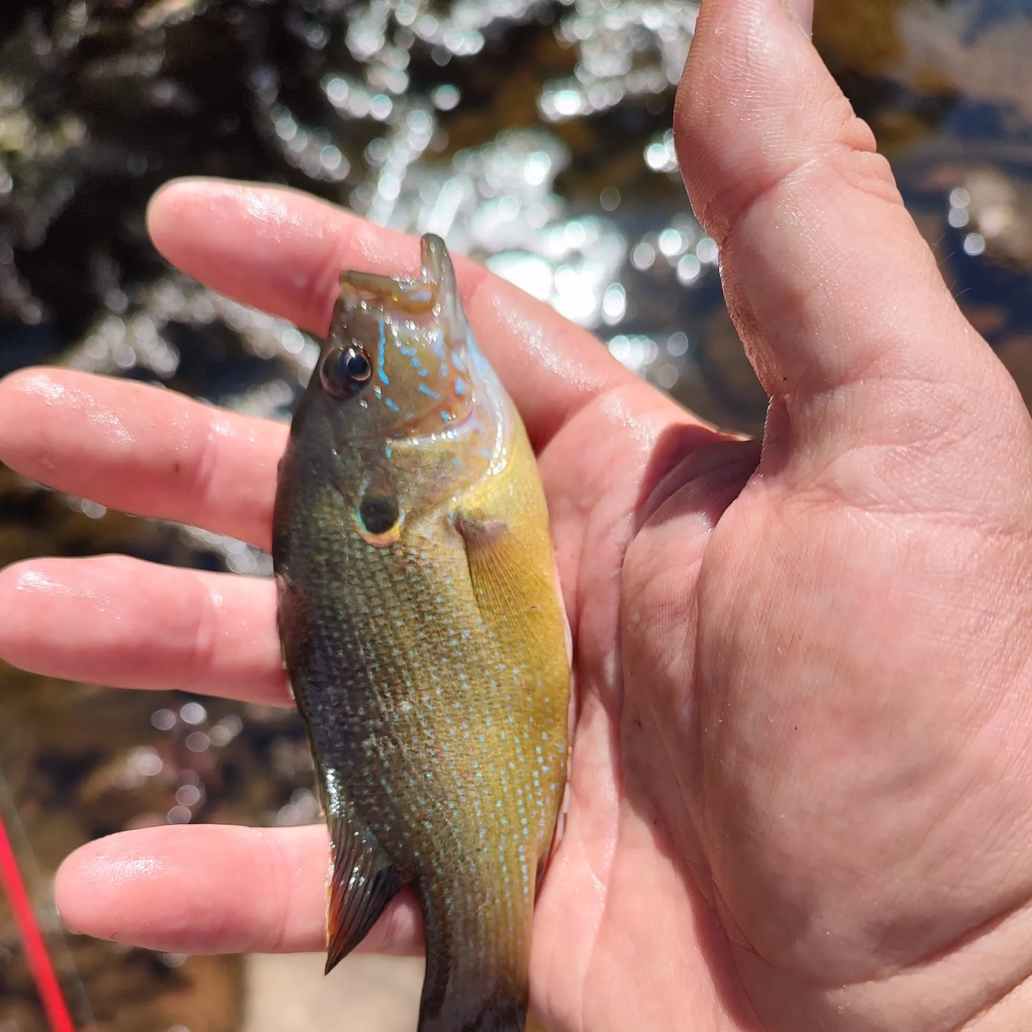 Green sunfish caught on Fishbrain