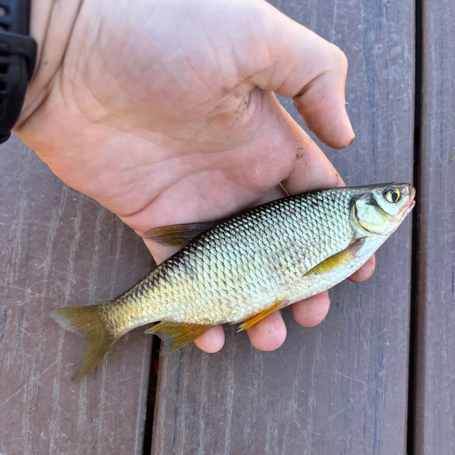 Golden shiner caught on Fishbrain