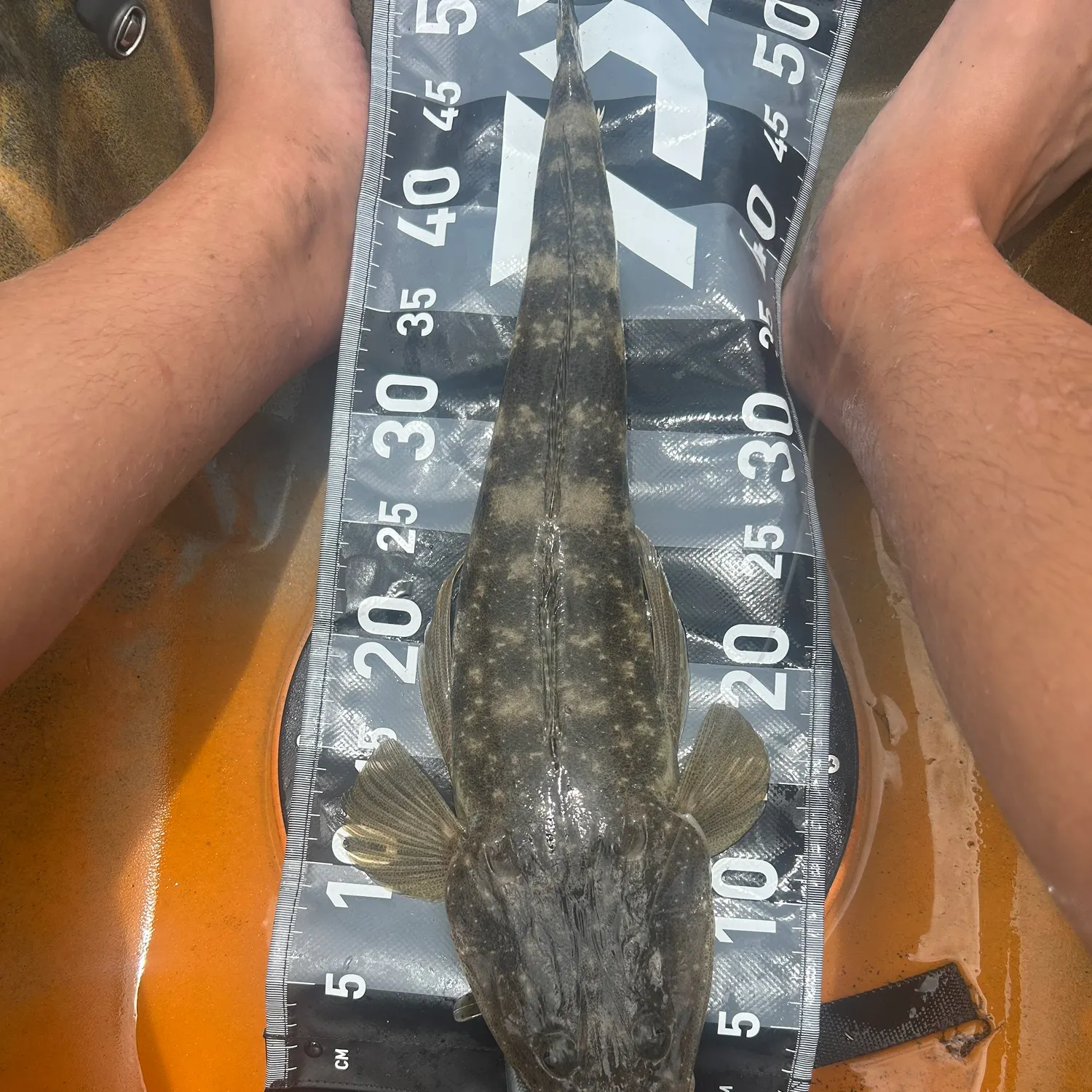 The most recent Dusky flathead catches on Fishbrain