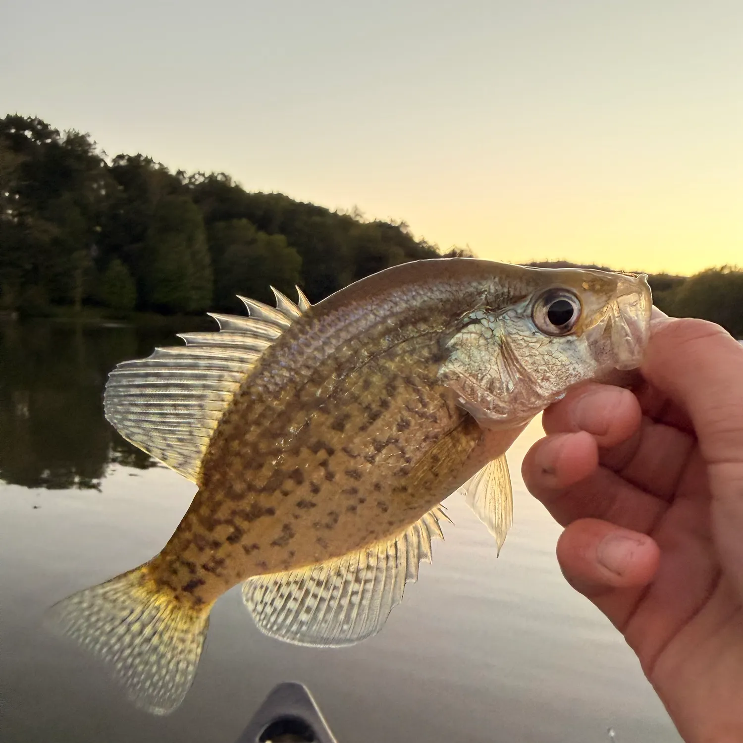 White crappie caught on Fishbrain