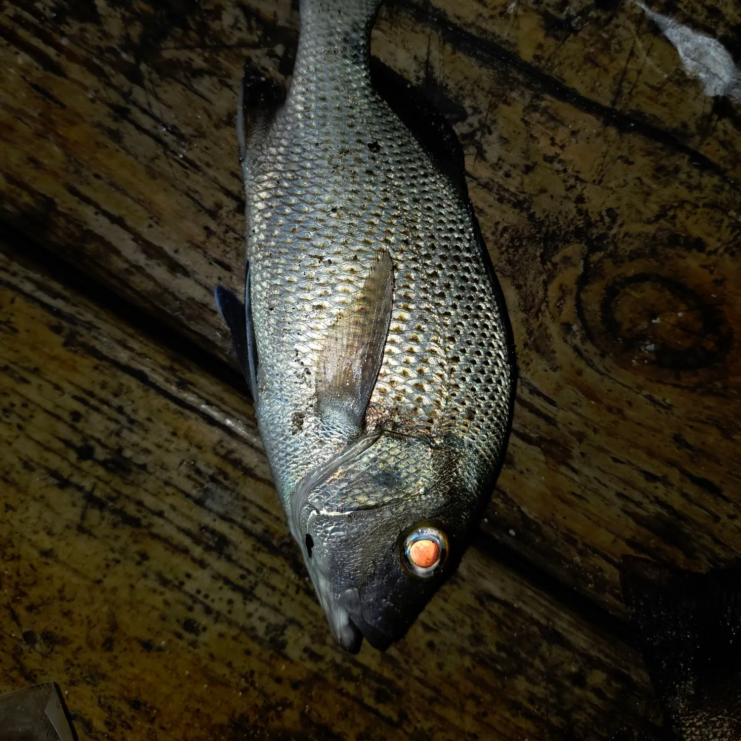 The most recent Cubera snapper catches on Fishbrain