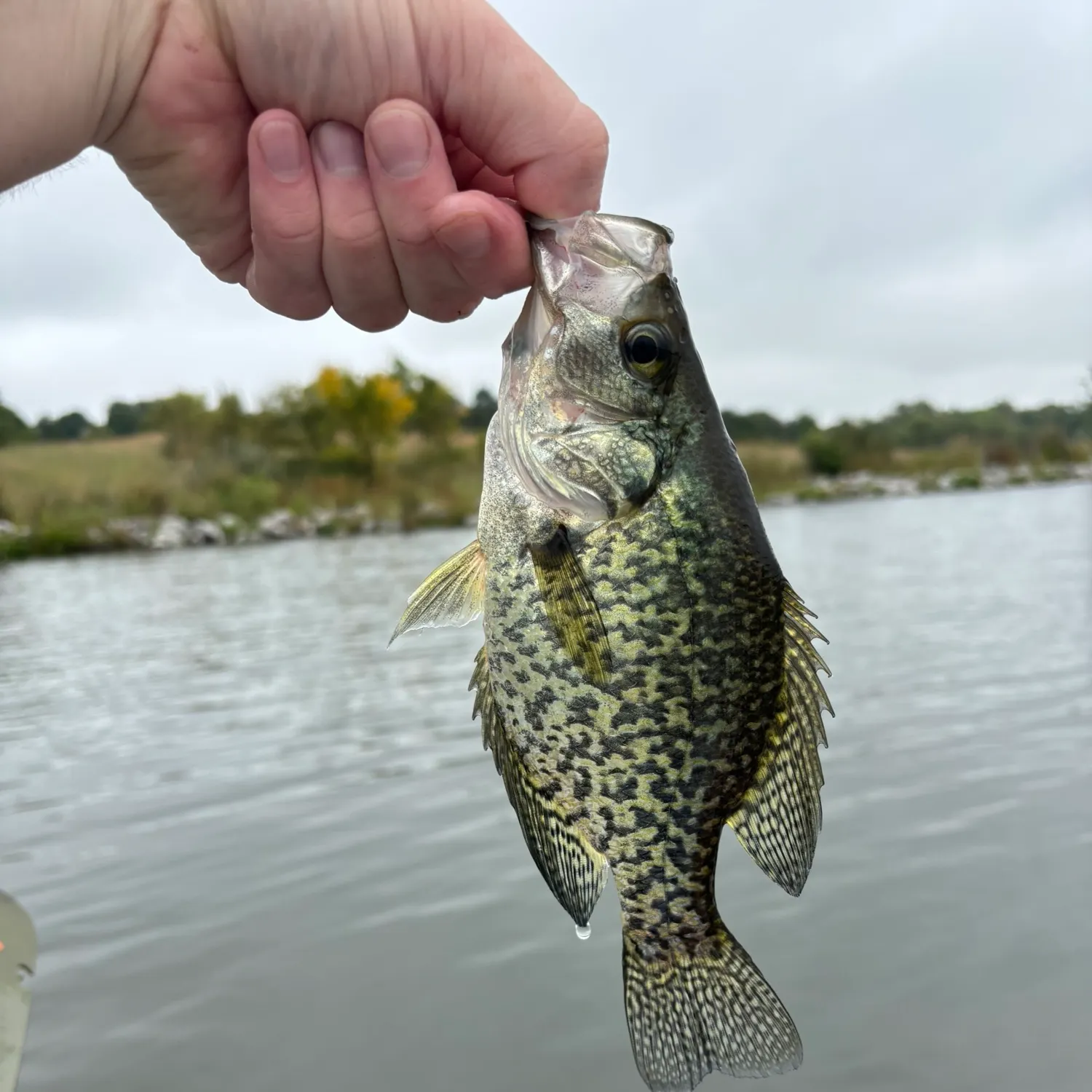 Black crappie caught on Fishbrain