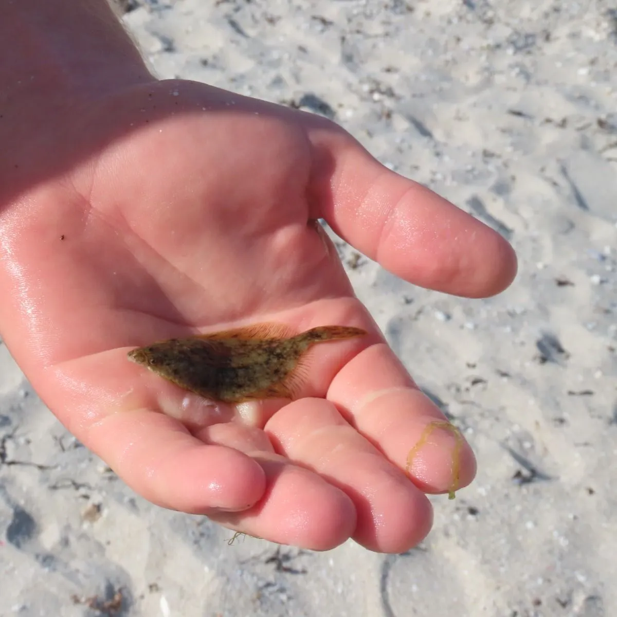 The most recent European flounder catches on Fishbrain