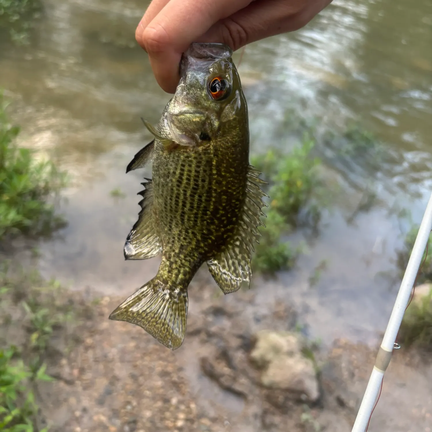 The most recent Rock bass catches on Fishbrain