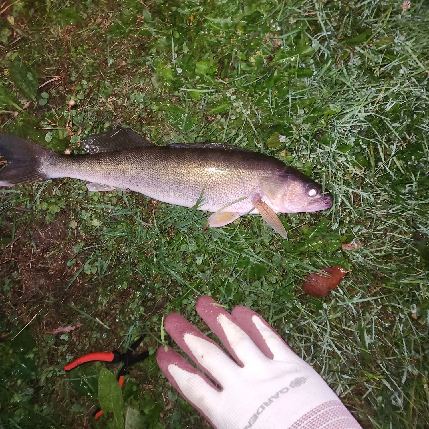 Walleye caught on Fishbrain