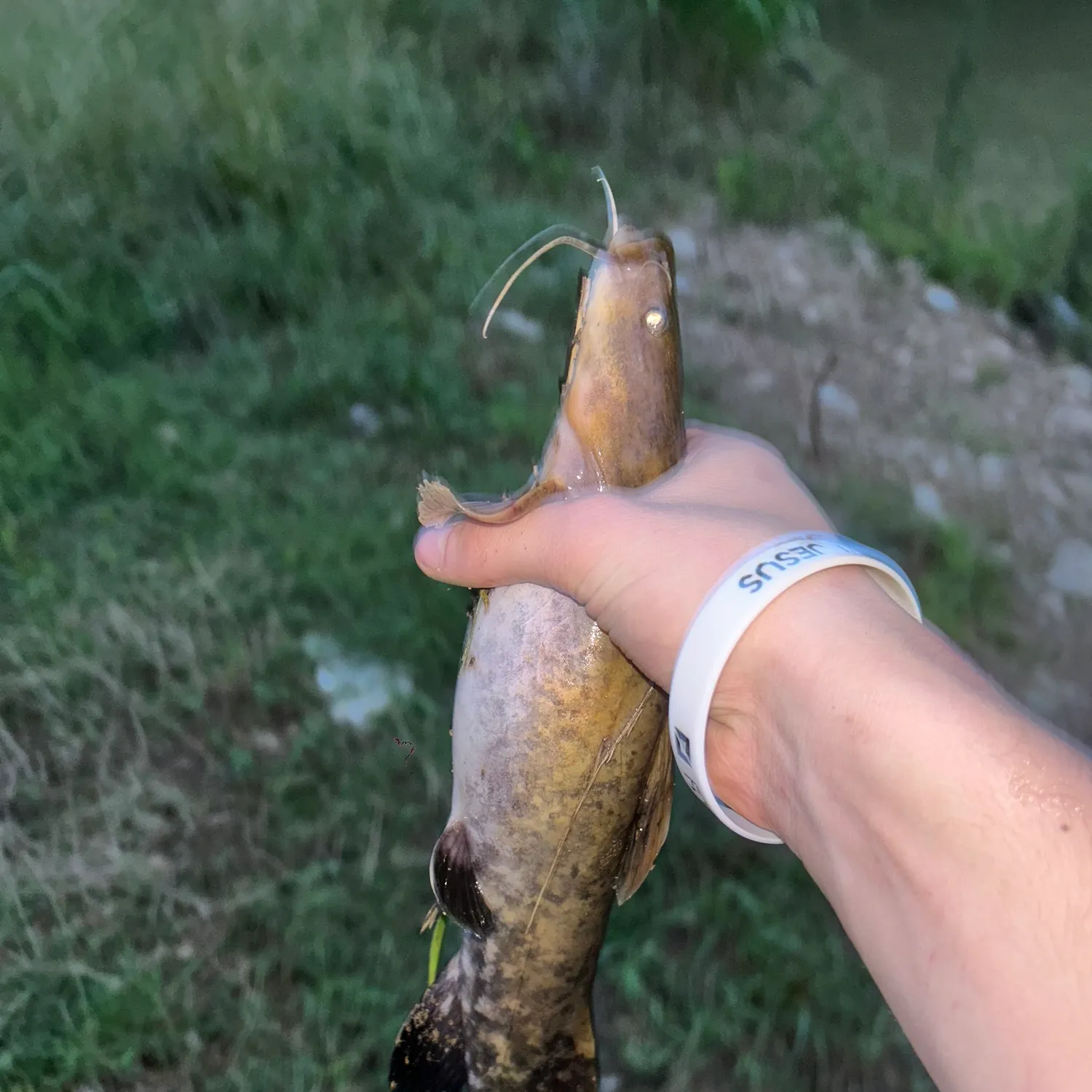 The most recent Flathead catfish catches on Fishbrain