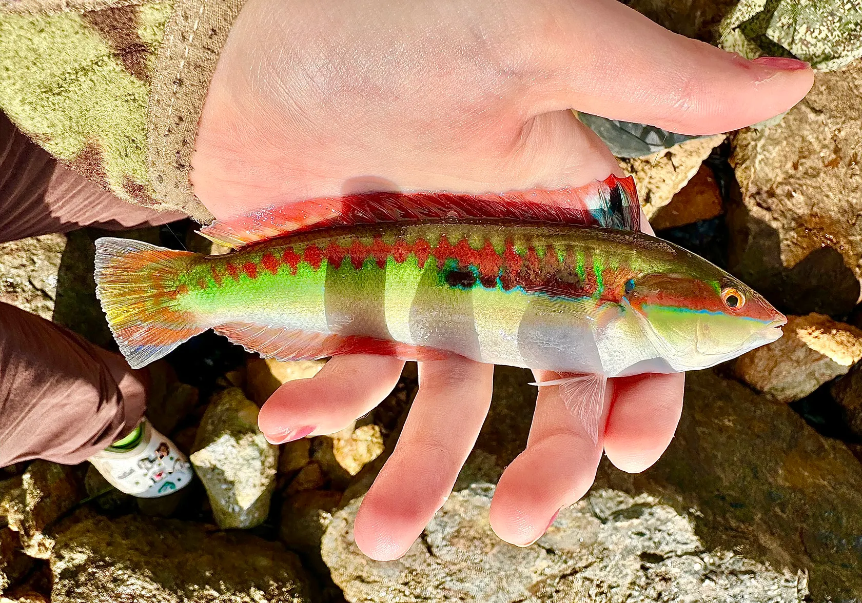 Mediterranean rainbow wrasse