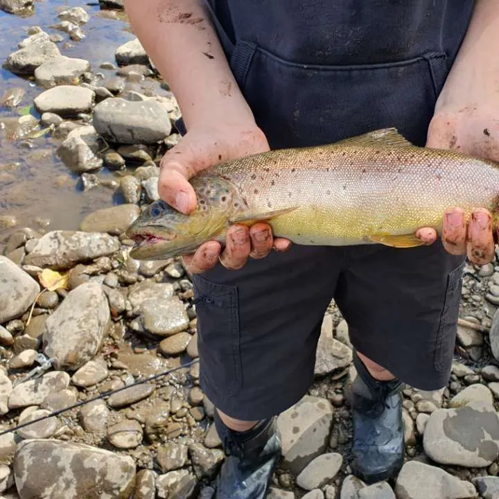 Brown trout caught on Fishbrain