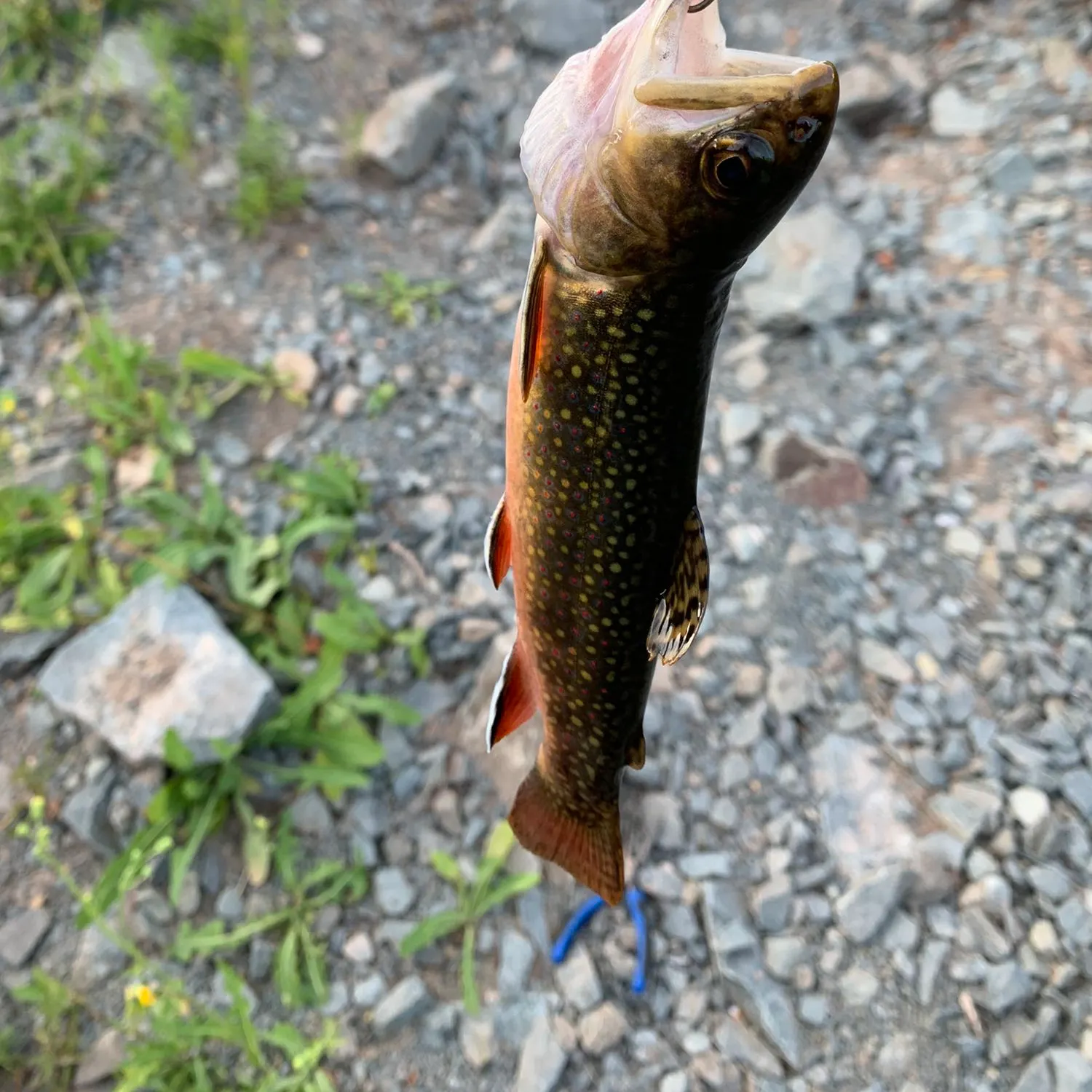 Brook trout caught on Fishbrain