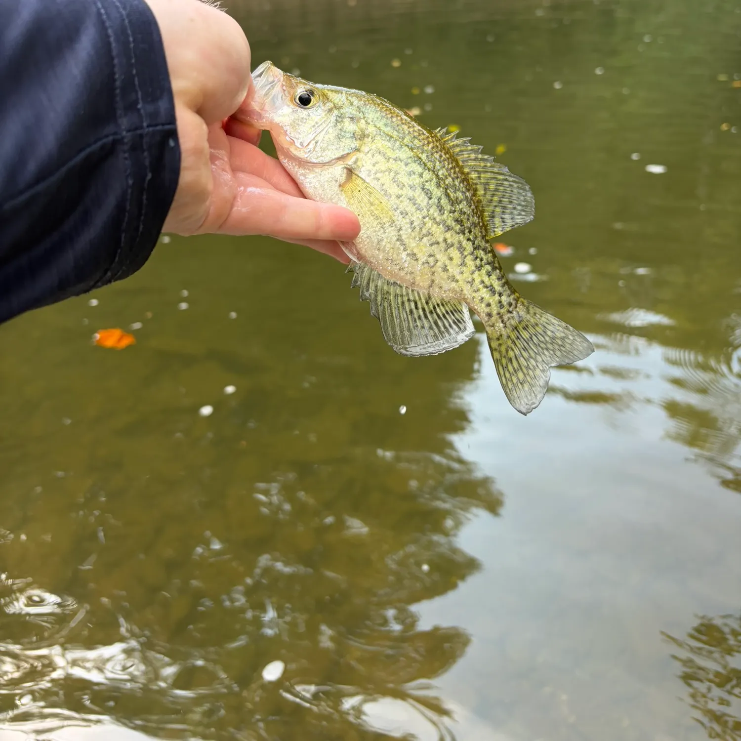 Black crappie caught on Fishbrain
