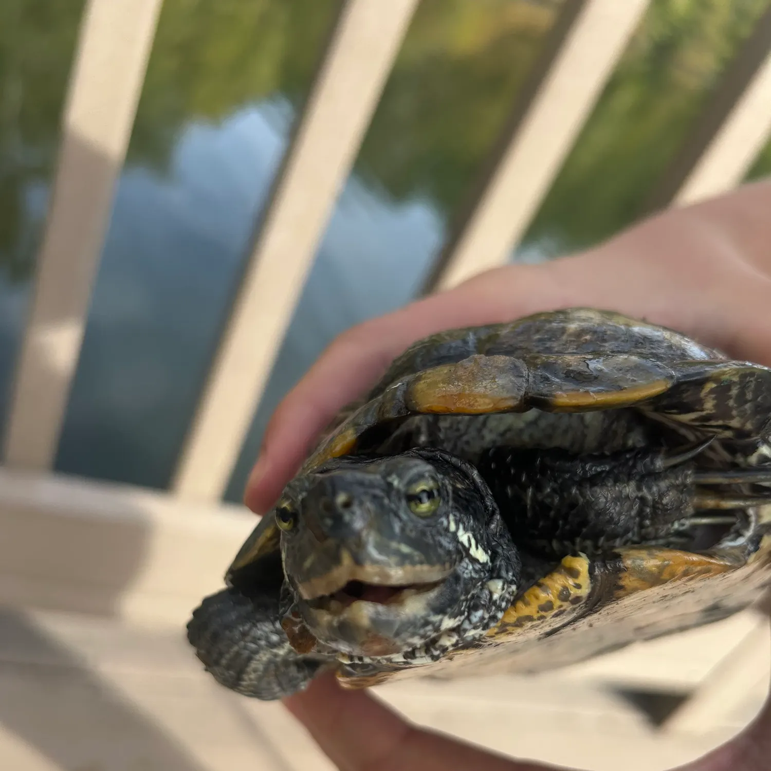 The most recent River cooter turtle catches on Fishbrain
