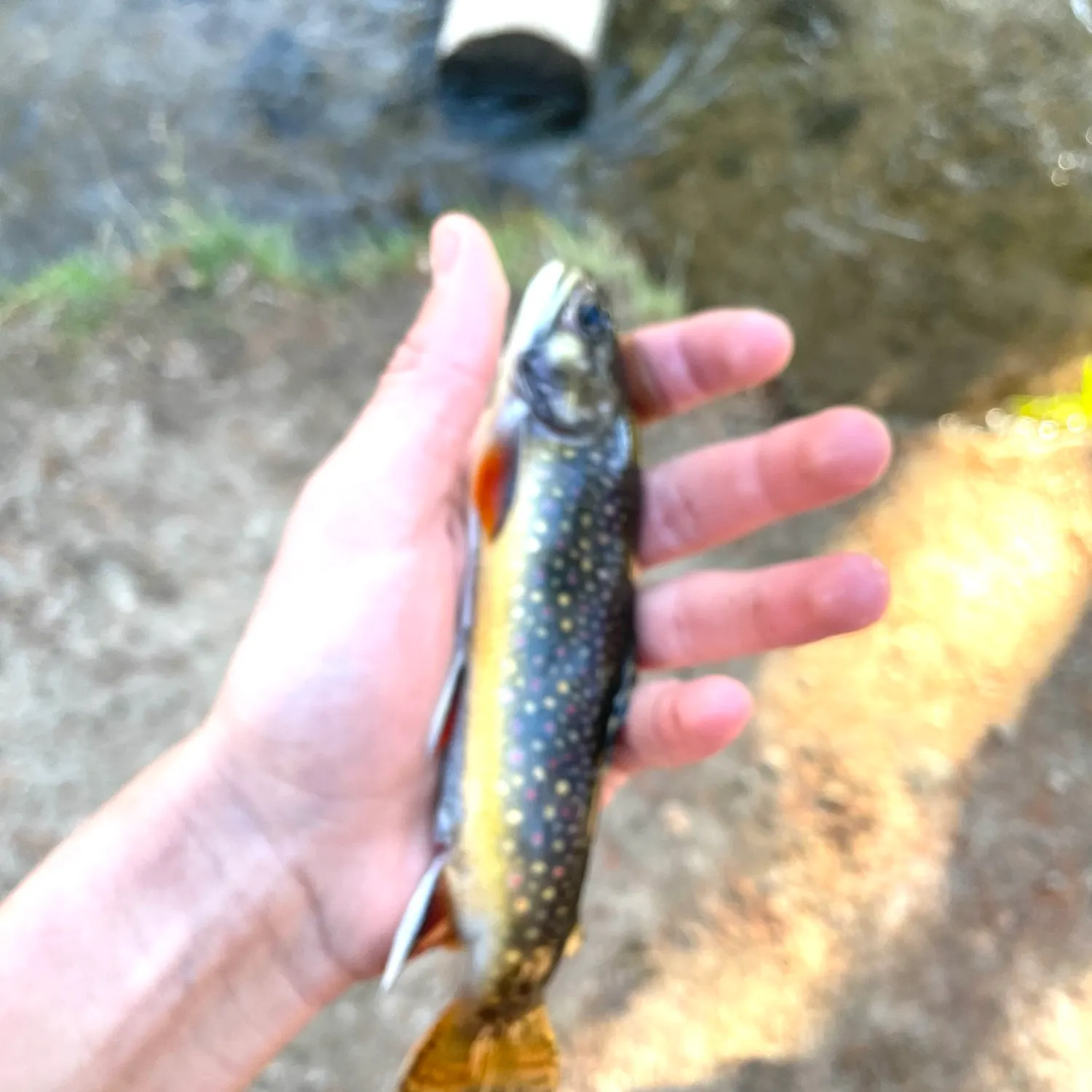 Brook trout caught on Fishbrain