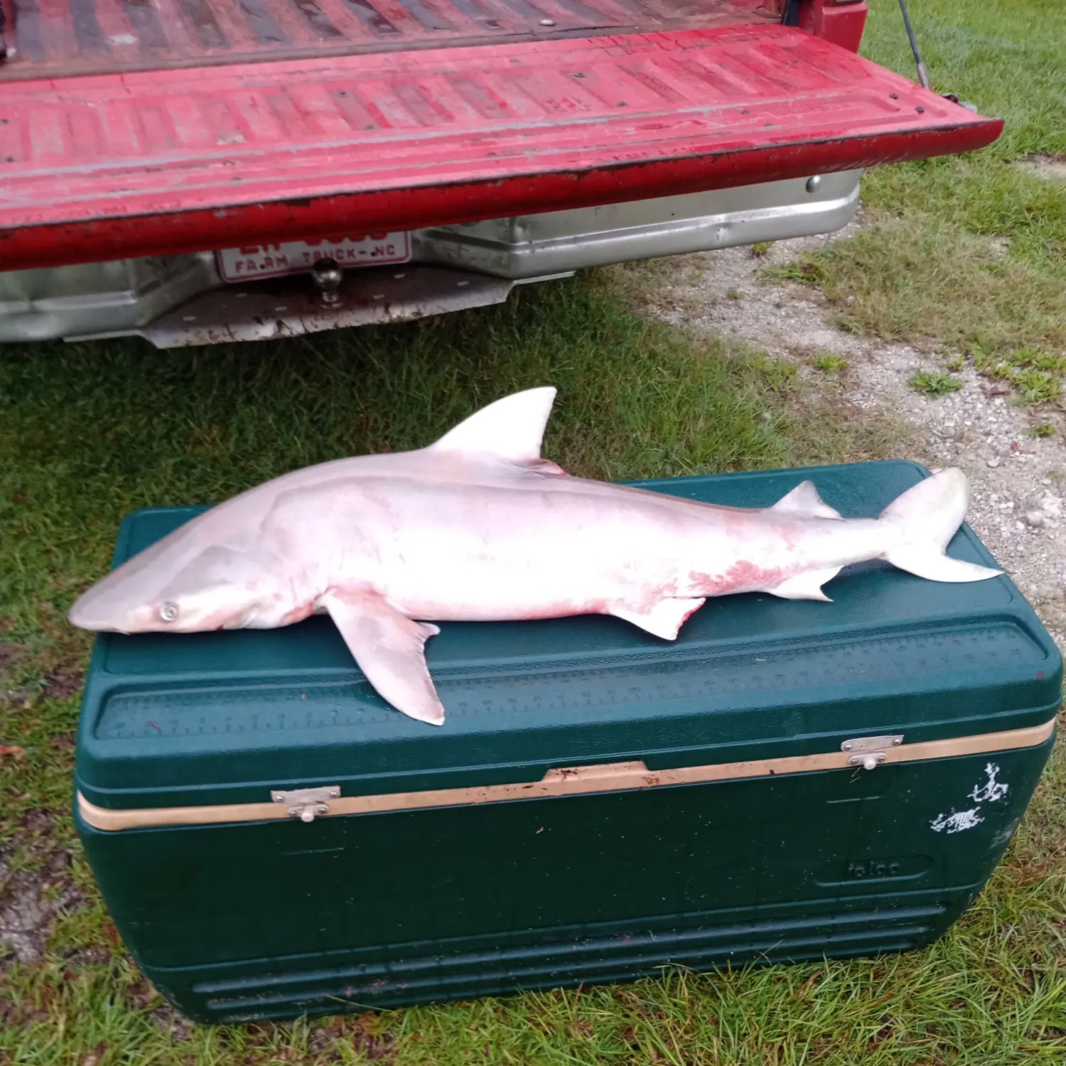 The most recent Sandbar shark catches on Fishbrain