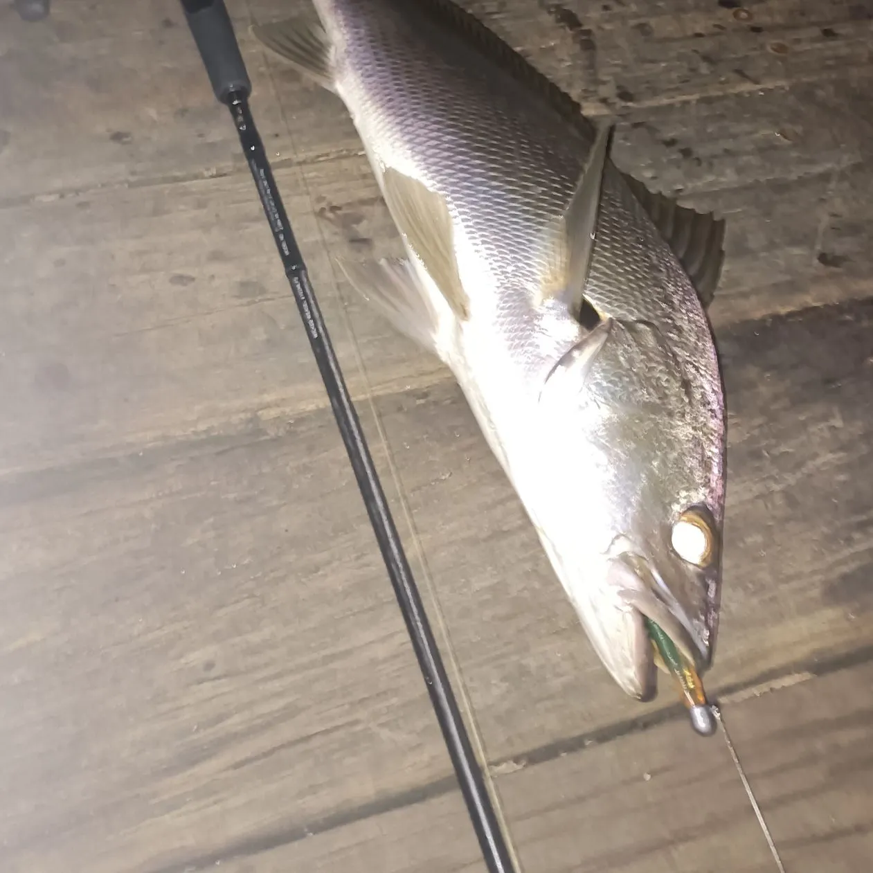 The most recent Japanese meagre catches on Fishbrain