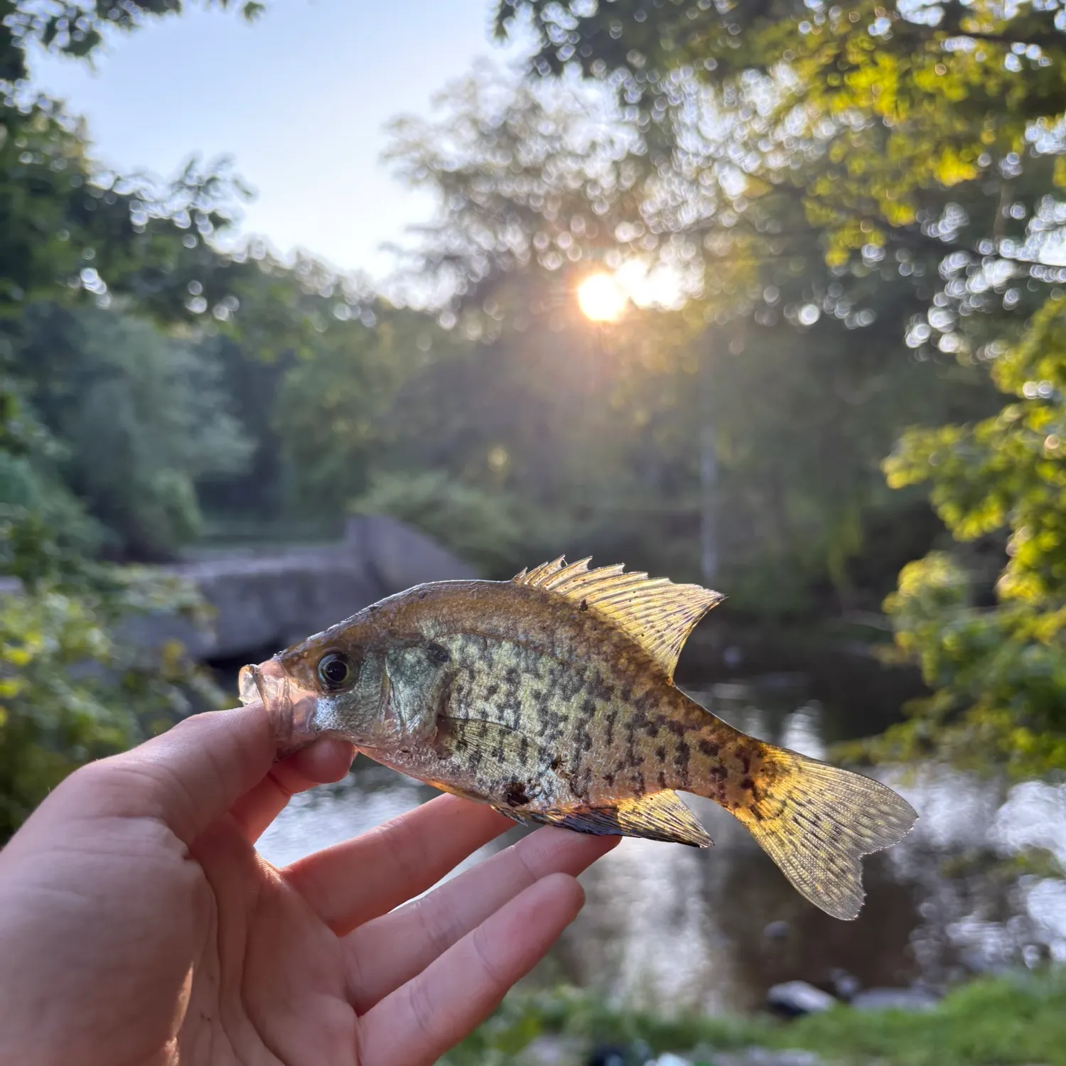 Black crappie caught on Fishbrain