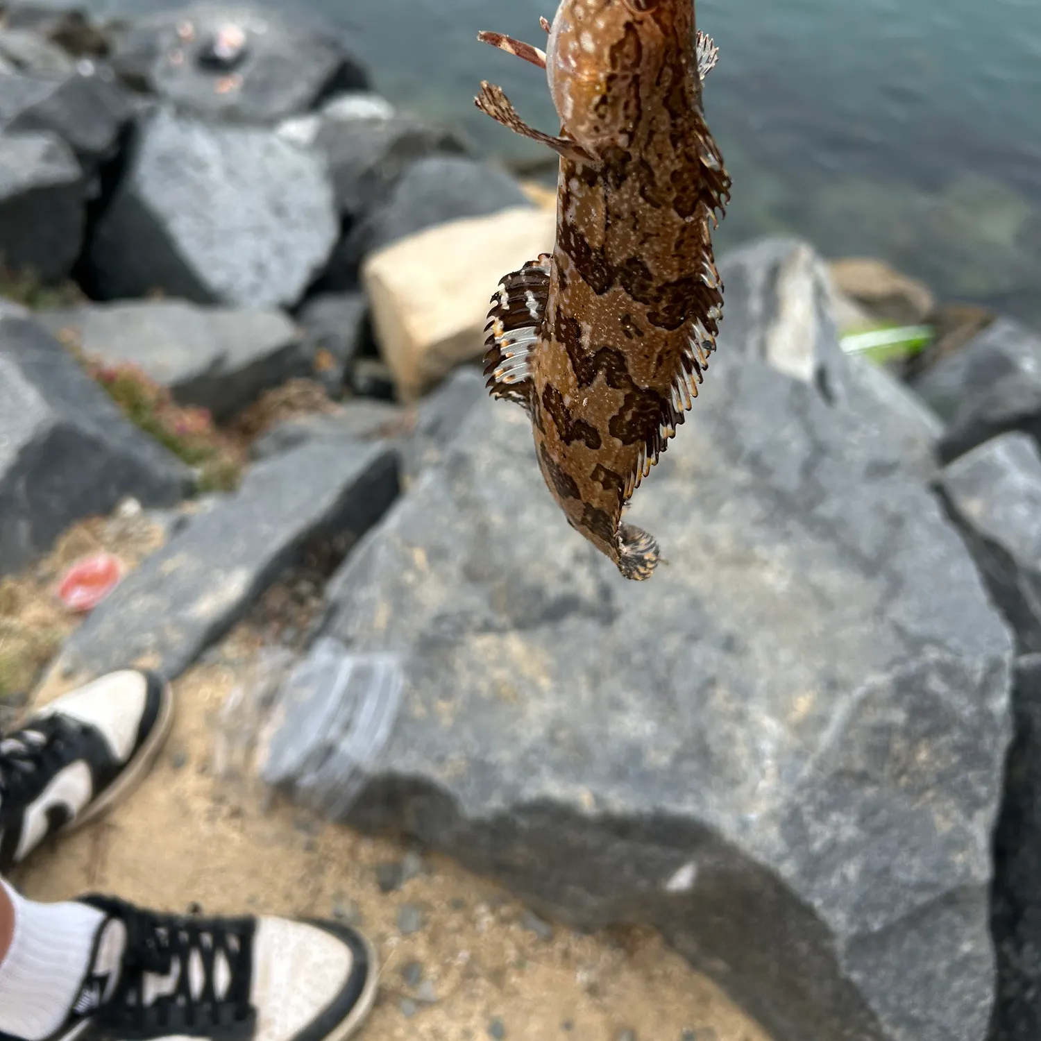 The most recent Spotted kelpfish catches on Fishbrain