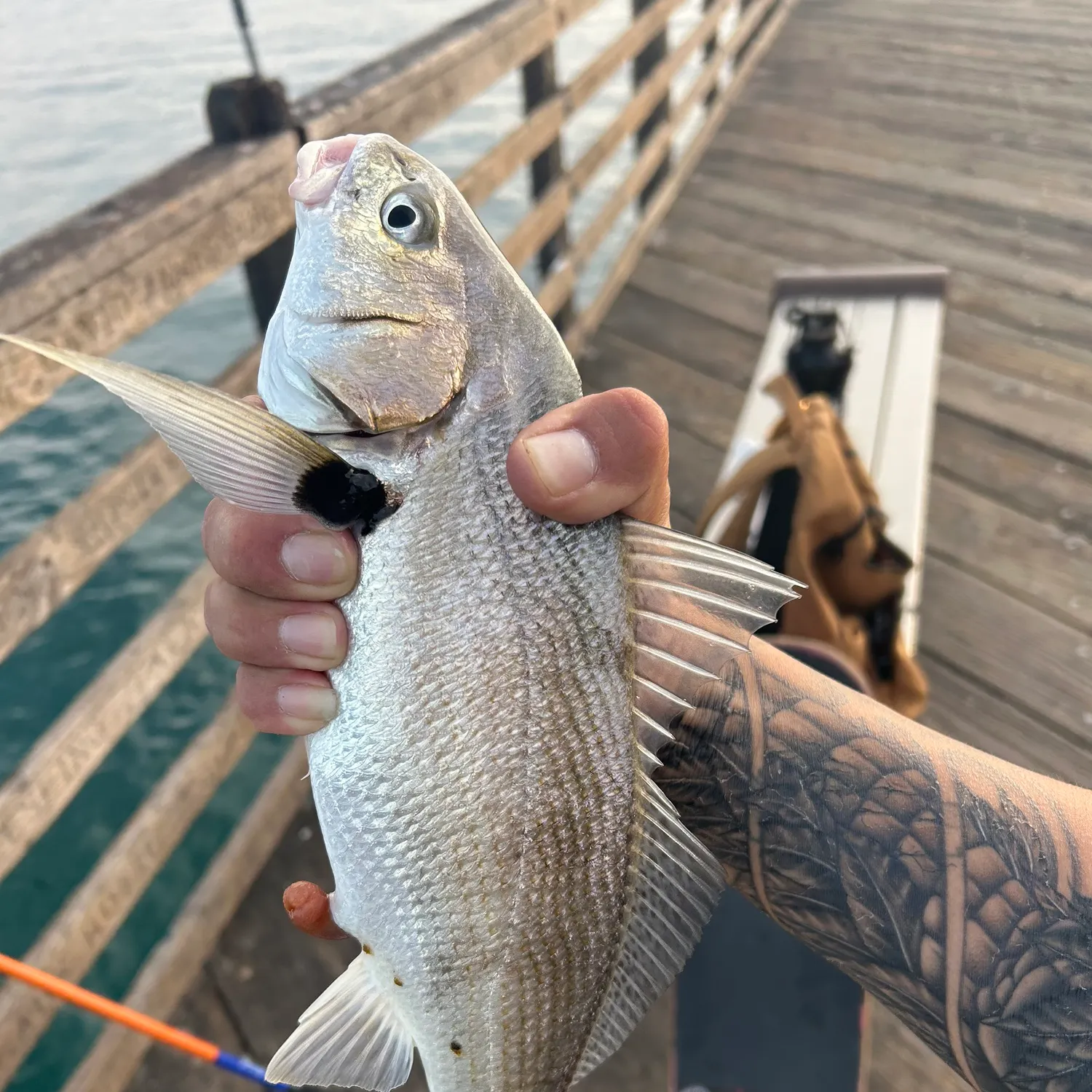 The most recent Spotfin croaker catches on Fishbrain