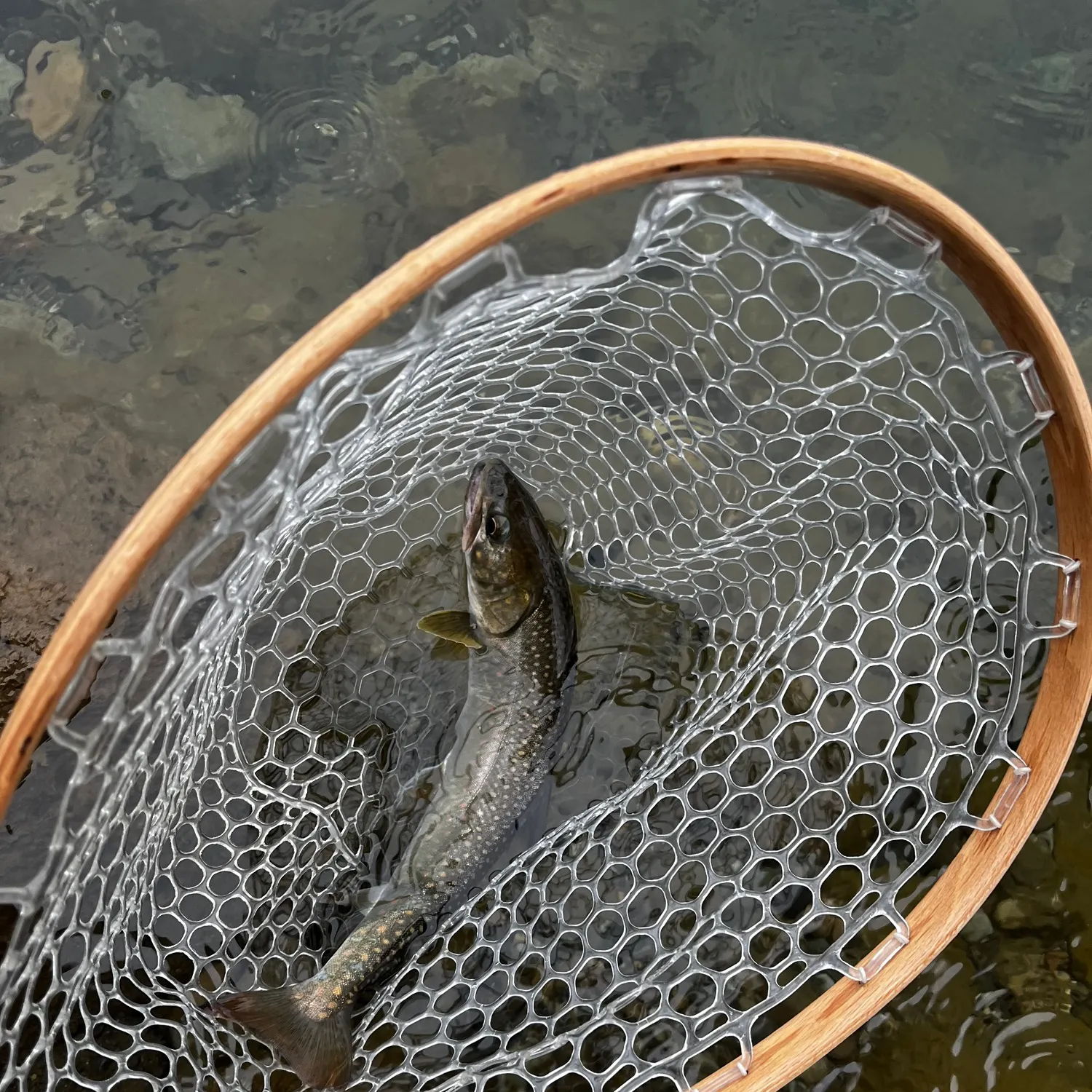 The most recent Bull trout catches on Fishbrain