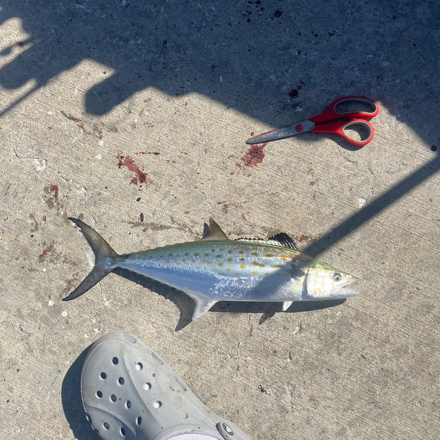 Spanish mackerel caught on Fishbrain