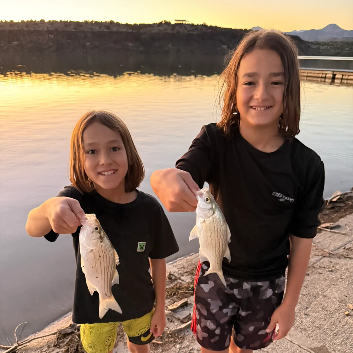 White bass caught on Fishbrain