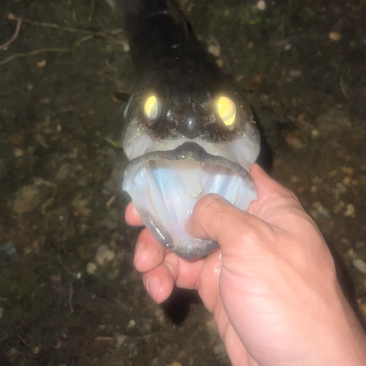 catch