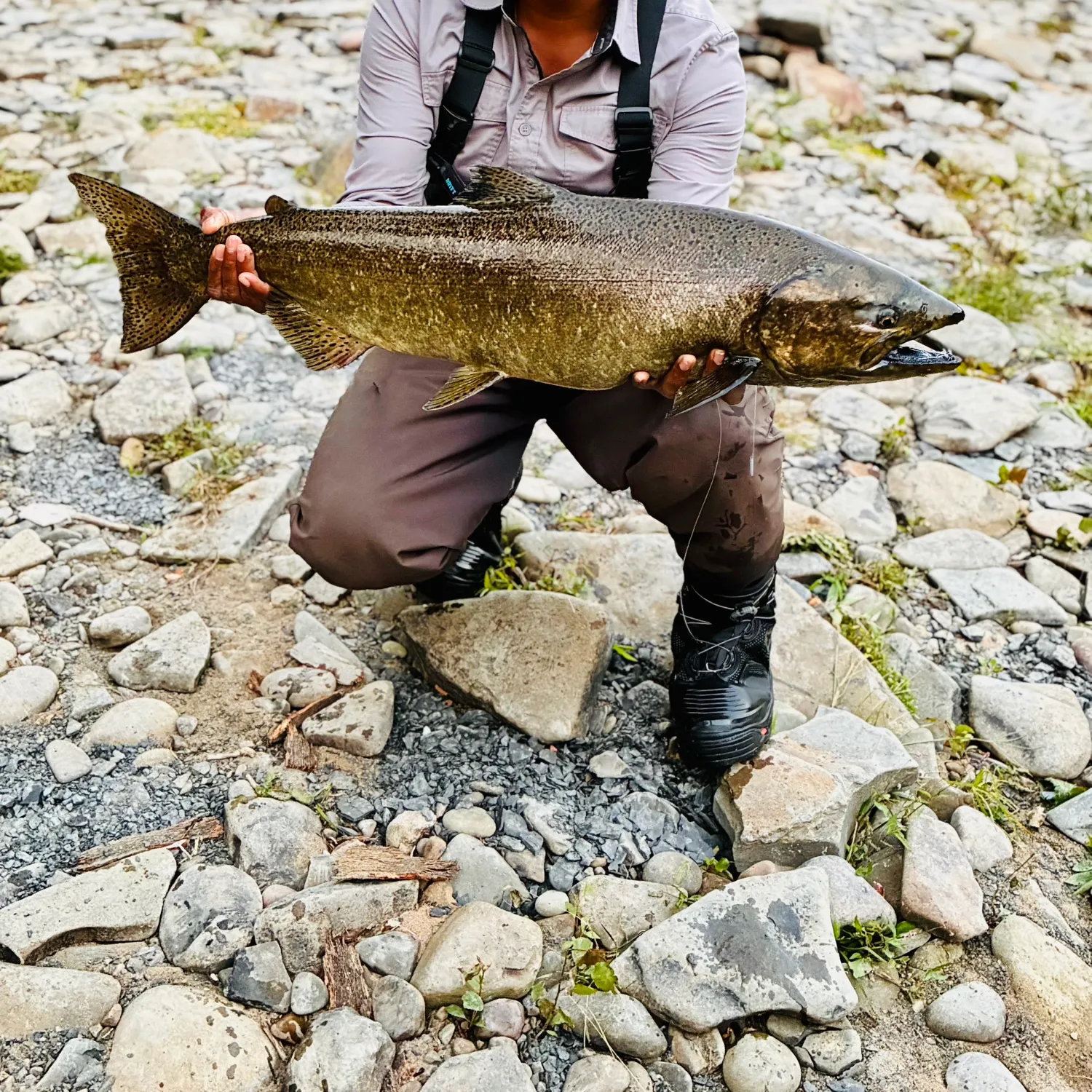 Chinook salmon caught on Fishbrain