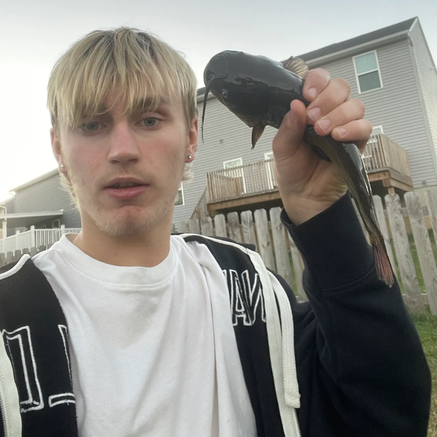 Black bullhead caught on Fishbrain