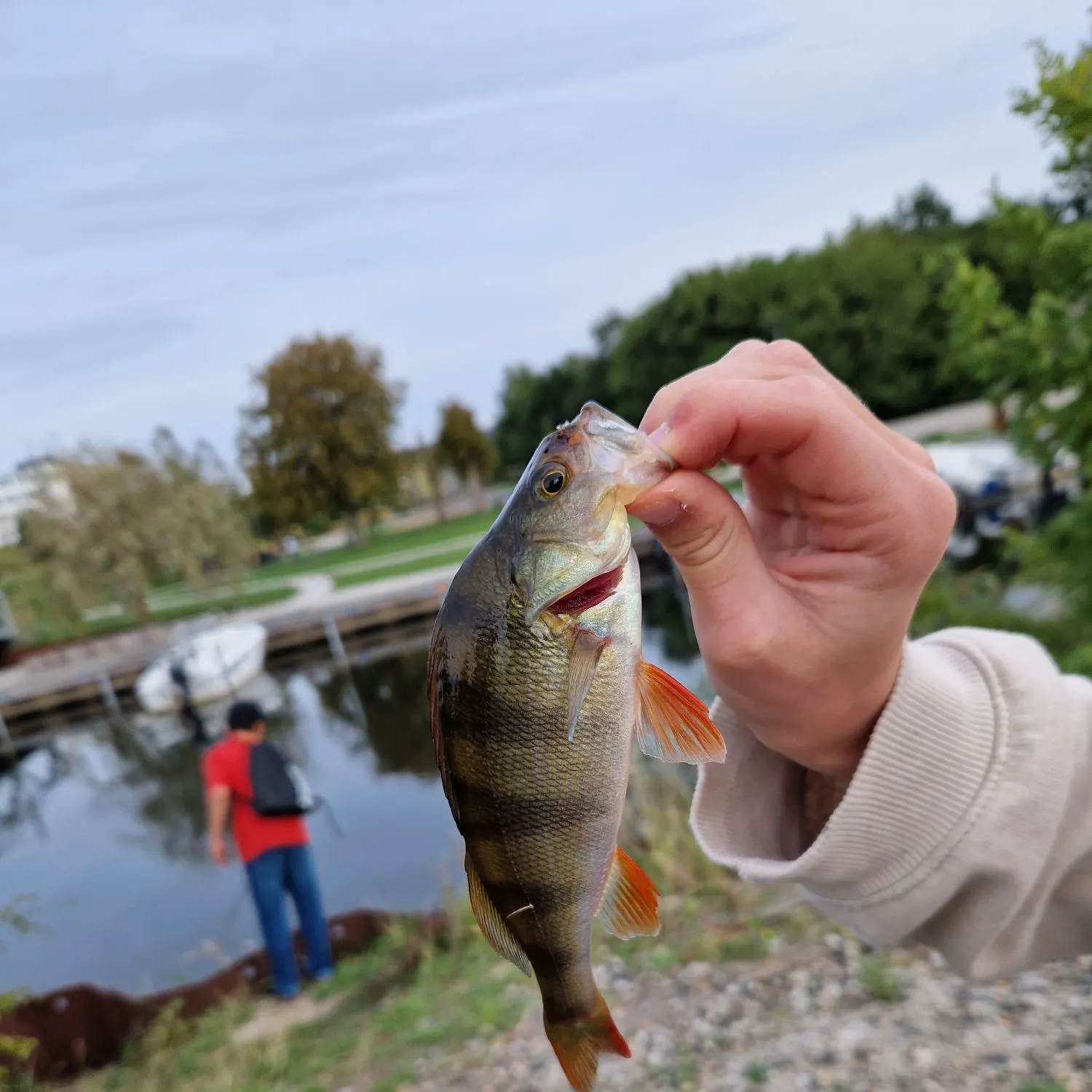 European perch caught on Fishbrain