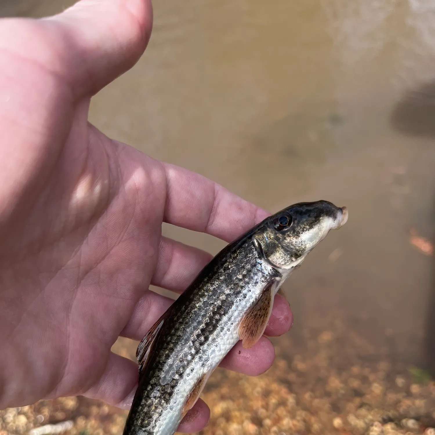 The most recent Alabama hogsucker catches on Fishbrain