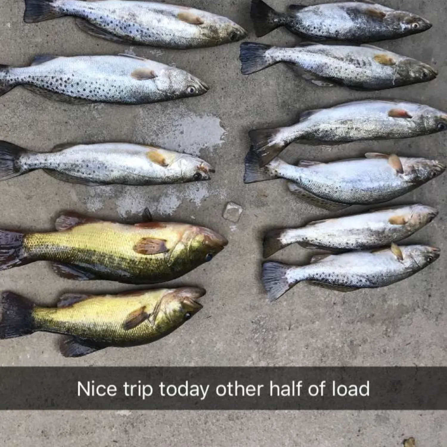 recently logged catches