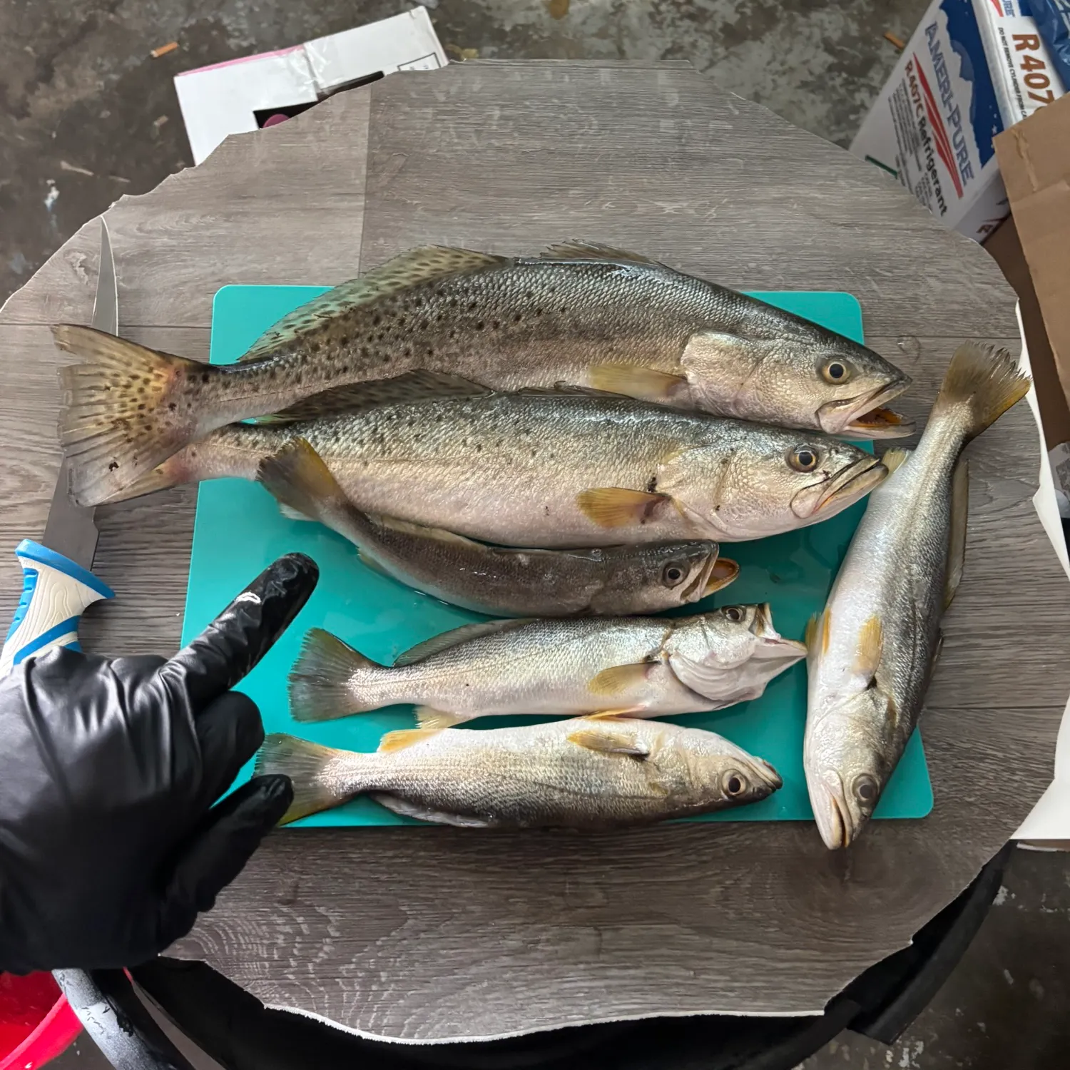 recently logged catches