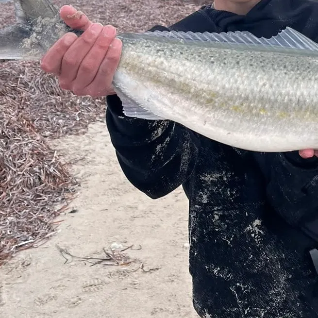 The most recent Western Australian salmon catches on Fishbrain