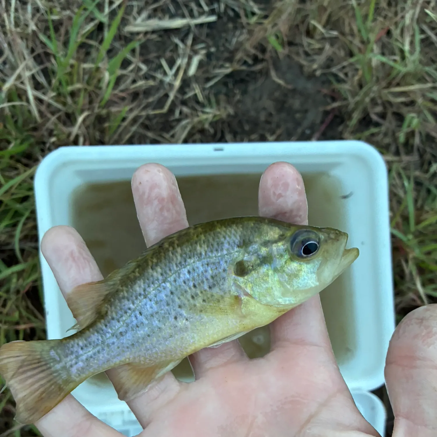 Redbreast sunfish caught on Fishbrain