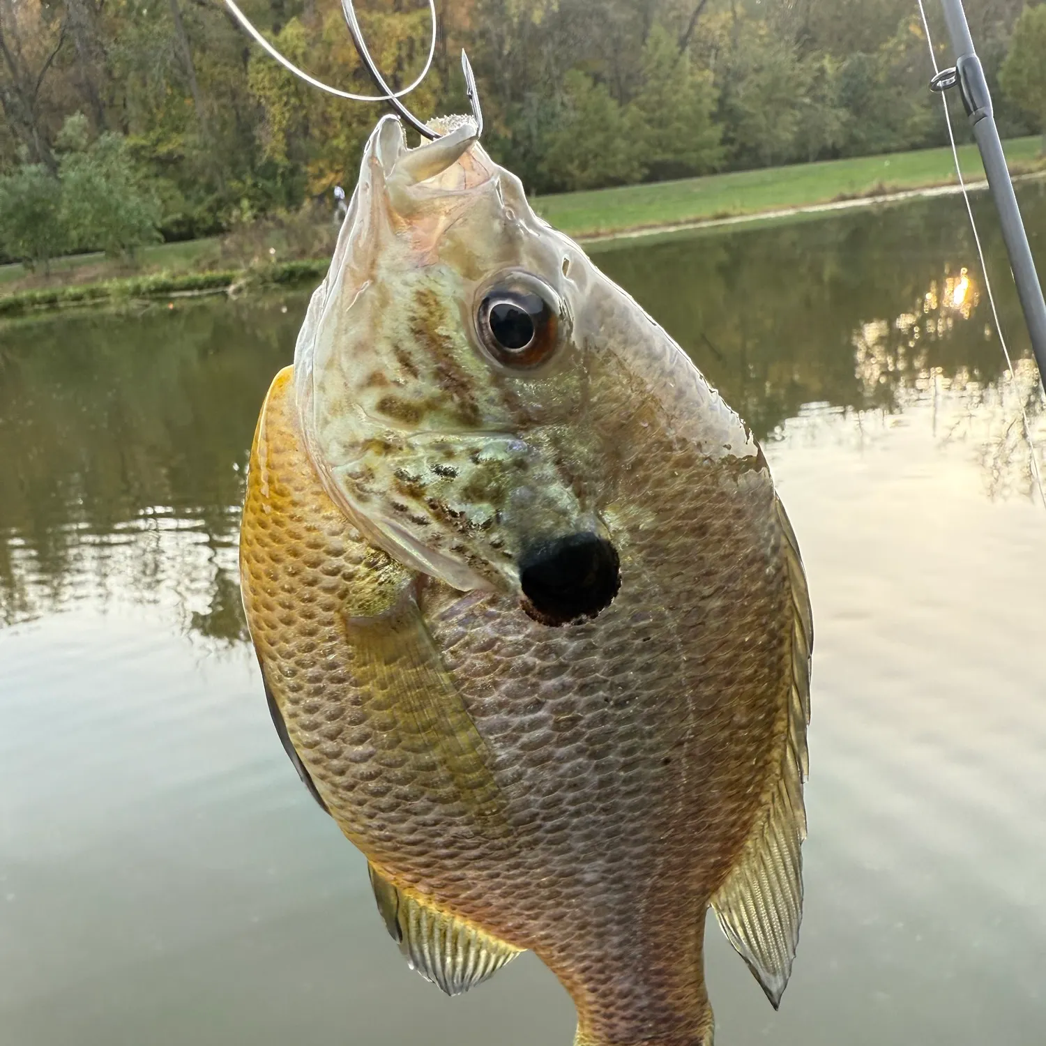 Bluegill caught on Fishbrain