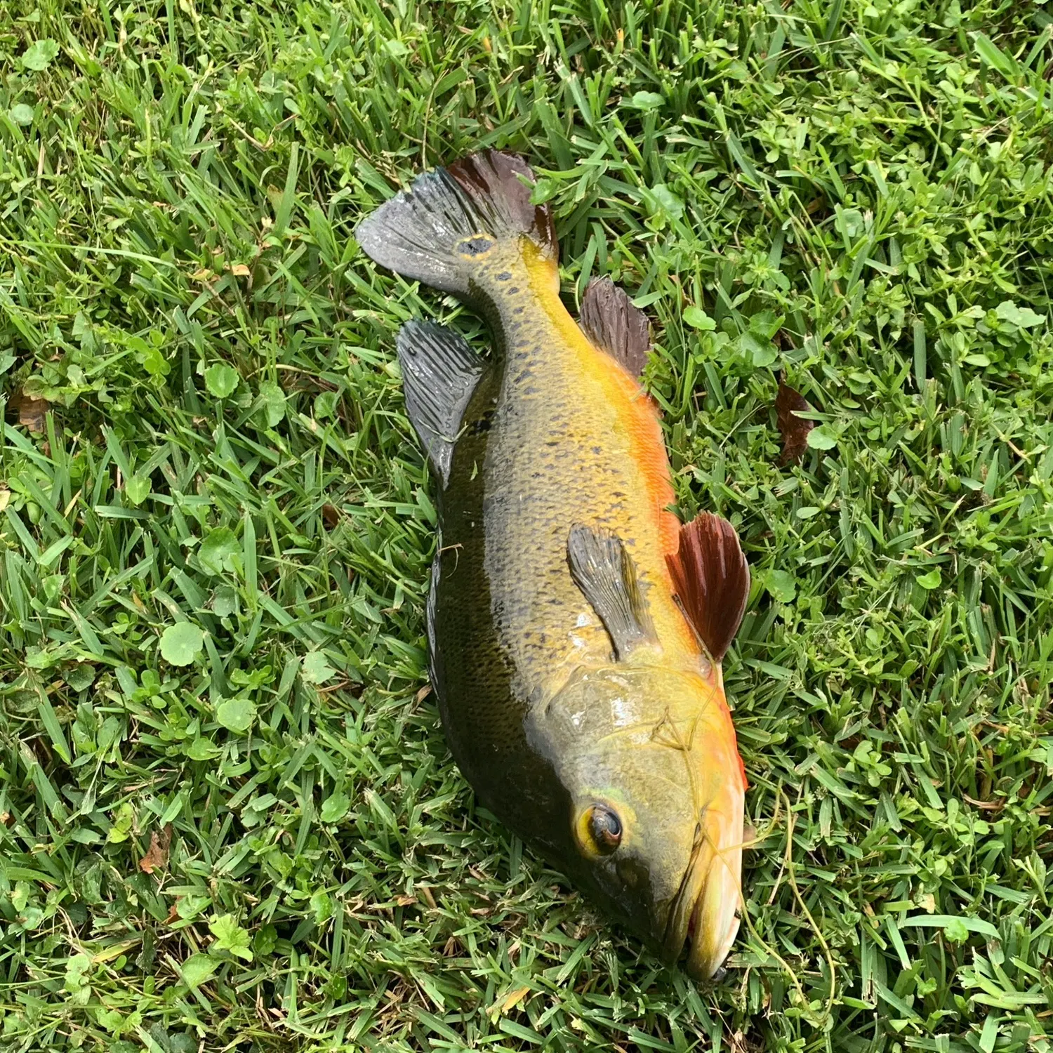 The most recent Butterfly peacock bass catches on Fishbrain