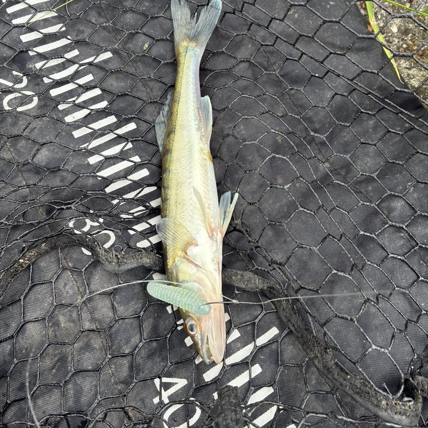 The most recent Zander catches on Fishbrain