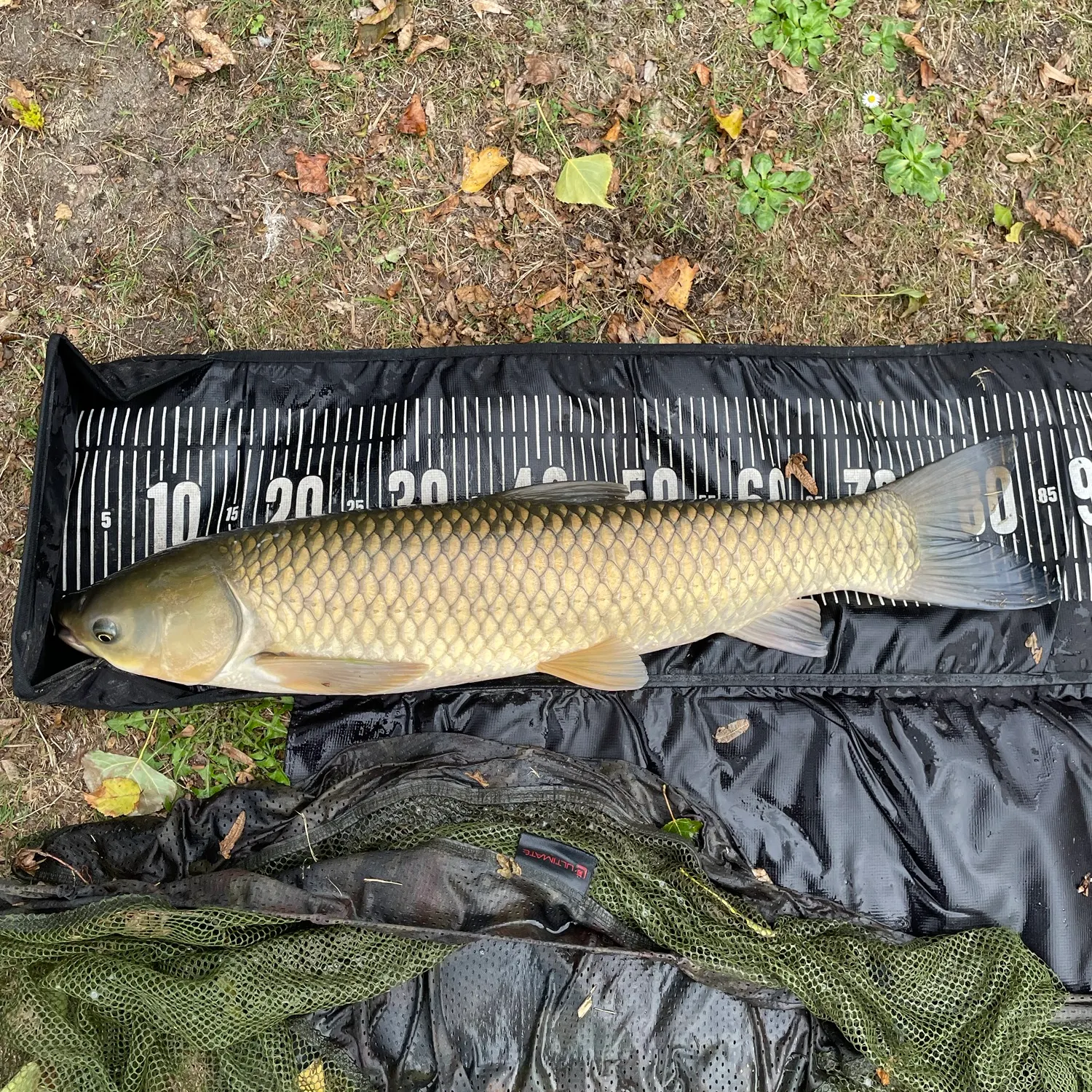 Grass carp caught on Fishbrain