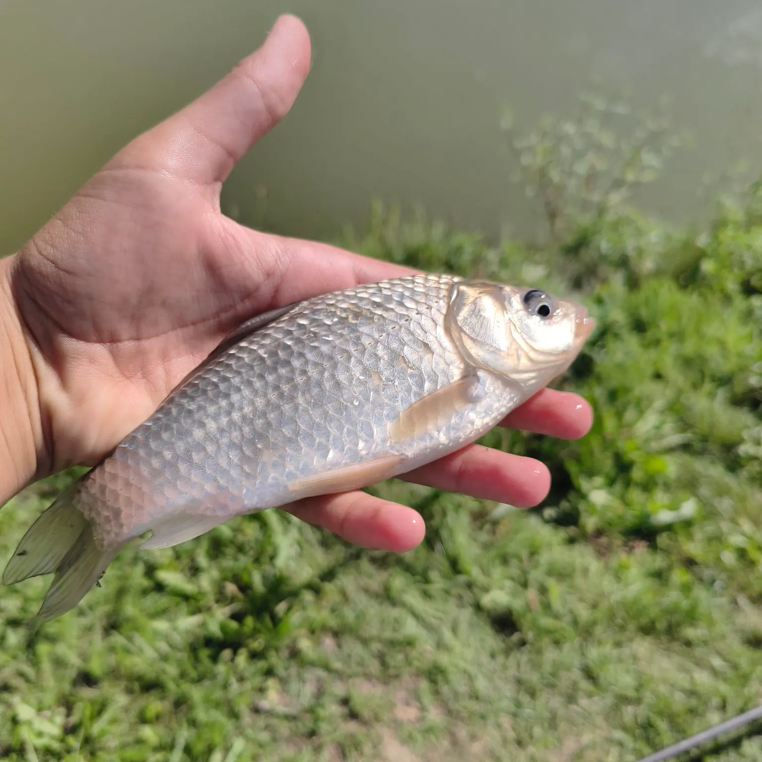 Fish caught on Fishbrain